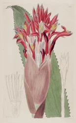 Ilustración de Aechmea nudicaulis